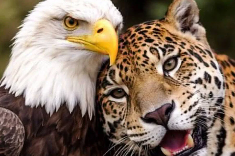 Kolumbiya Prezidenti Trampla söhbətindən sonra maraqlı bir foto paylaşdı