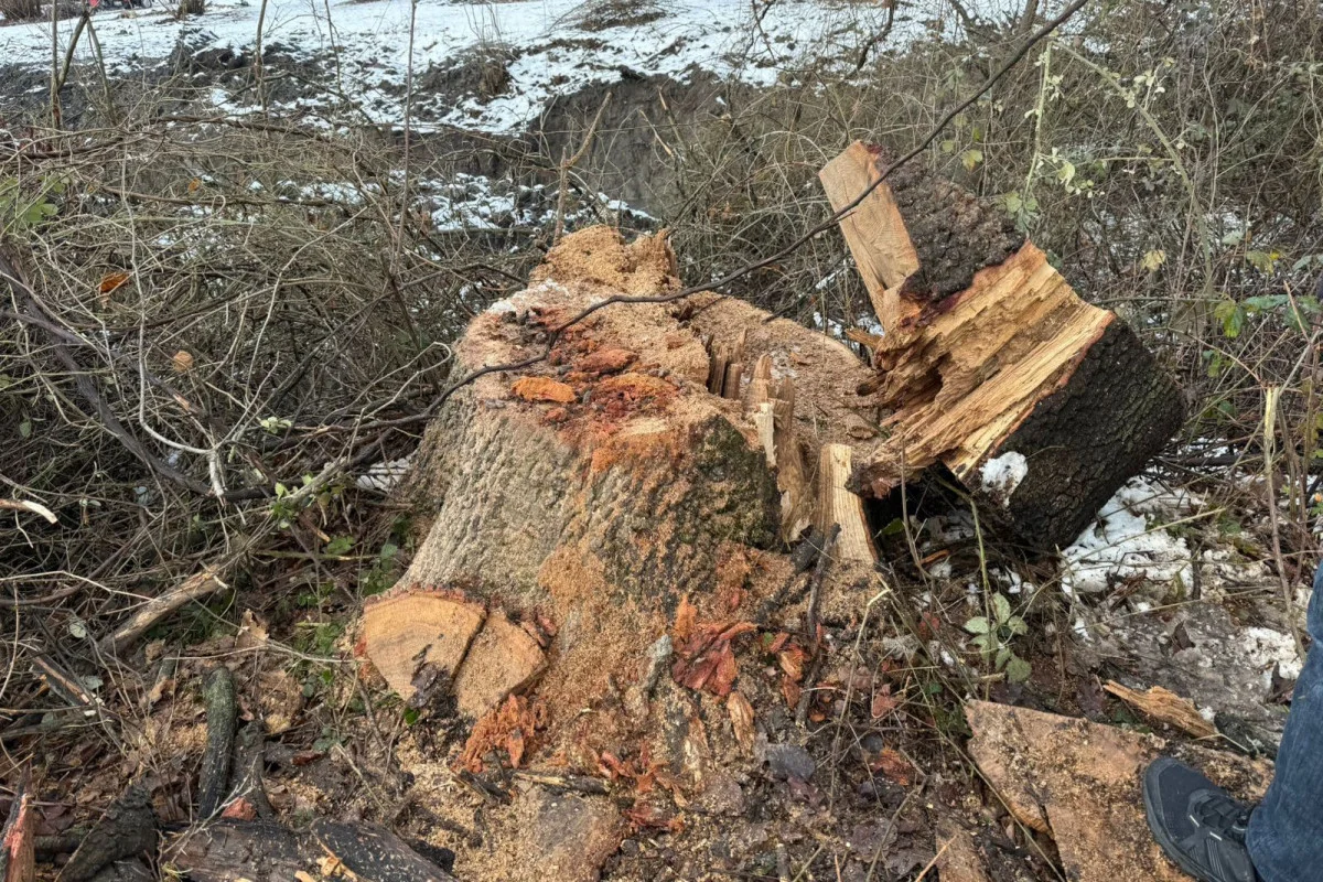 Ağac kəsilməsinə görə cinayət işi başlanıb