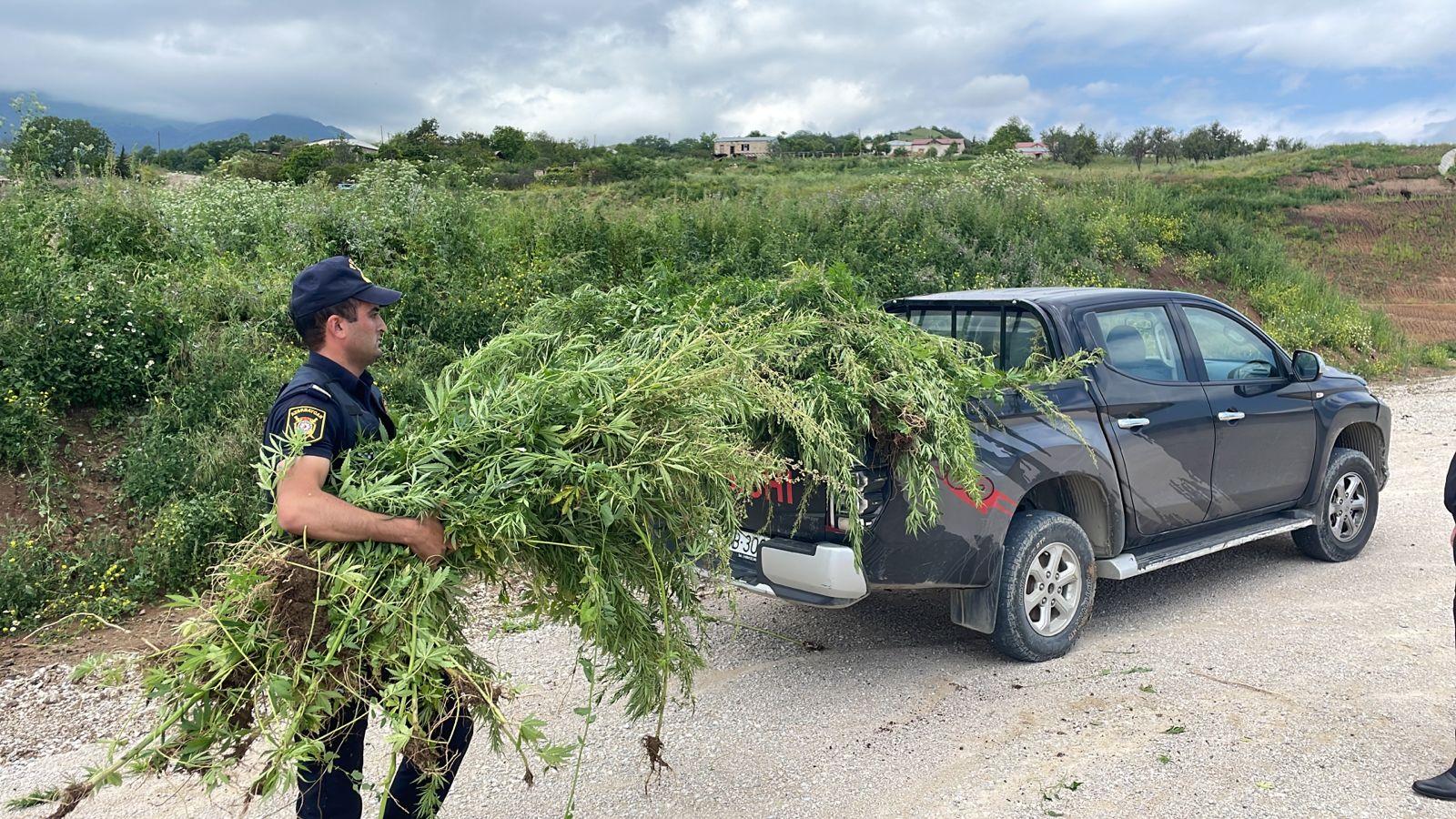 Xocavənddə 1,5 ton narkotik tərkibli bitki məhv edilib