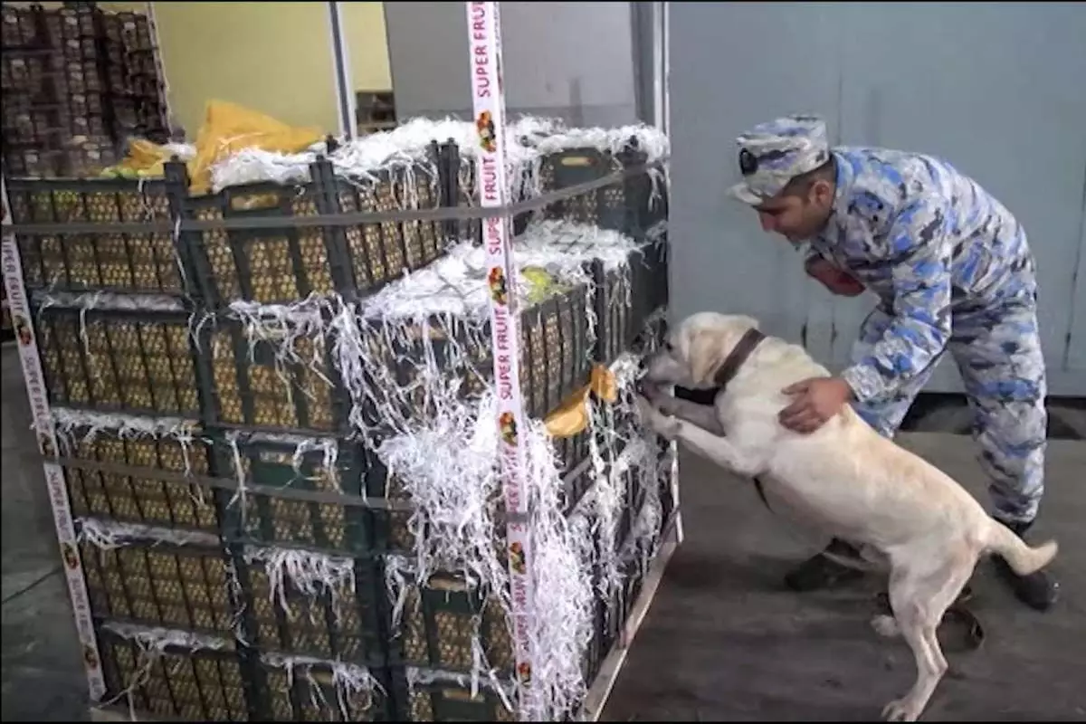 Gömrükdə alma yüklü "TIR"da külli miqdarda narkotik AŞKARLANDI