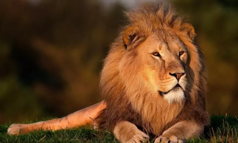 Keniyada şir hücumu: 14 yaşlı qız öldü