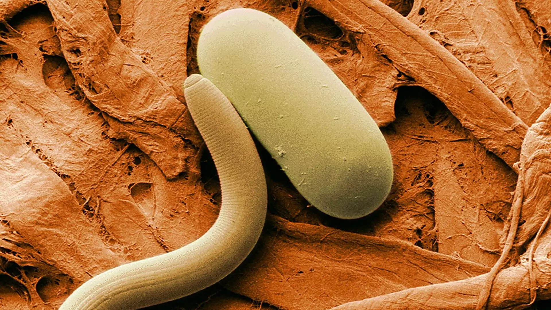 Çernobılda gözlənilməz xassələrə malik qurdlar aşkar edilib