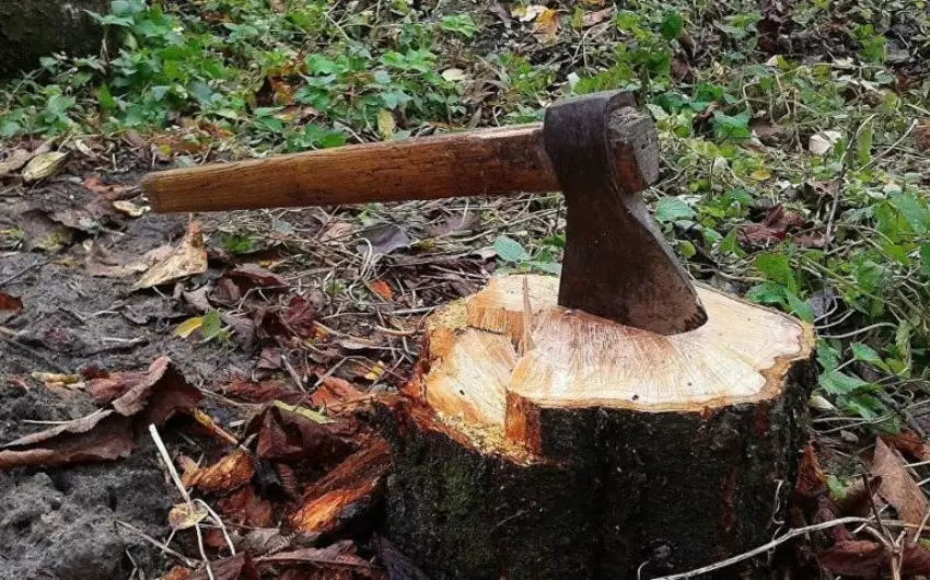Yasamal rayonunda ağacların kəsilməsi faktı aşkarlanıb