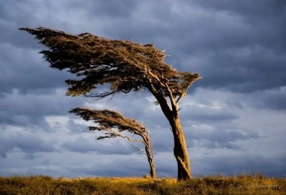 FHN küləkli hava şəraiti ilə əlaqədar əhaliyə müraciət edib