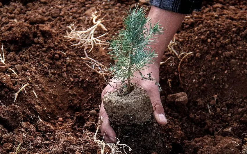 Türkiyə Azərbaycana 100 min ədəd ağac tingi göndərib, Qarabağ və Bakıda əkiləcək