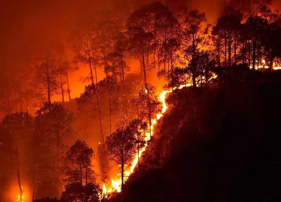 Meşə yanğınlarını aşkar etmək üçün süni intellektə müraciət etdilər