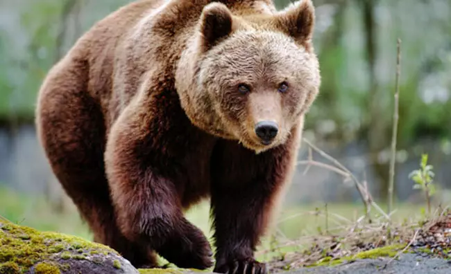 Qonur ayıları güllələmək qərarı verdilər