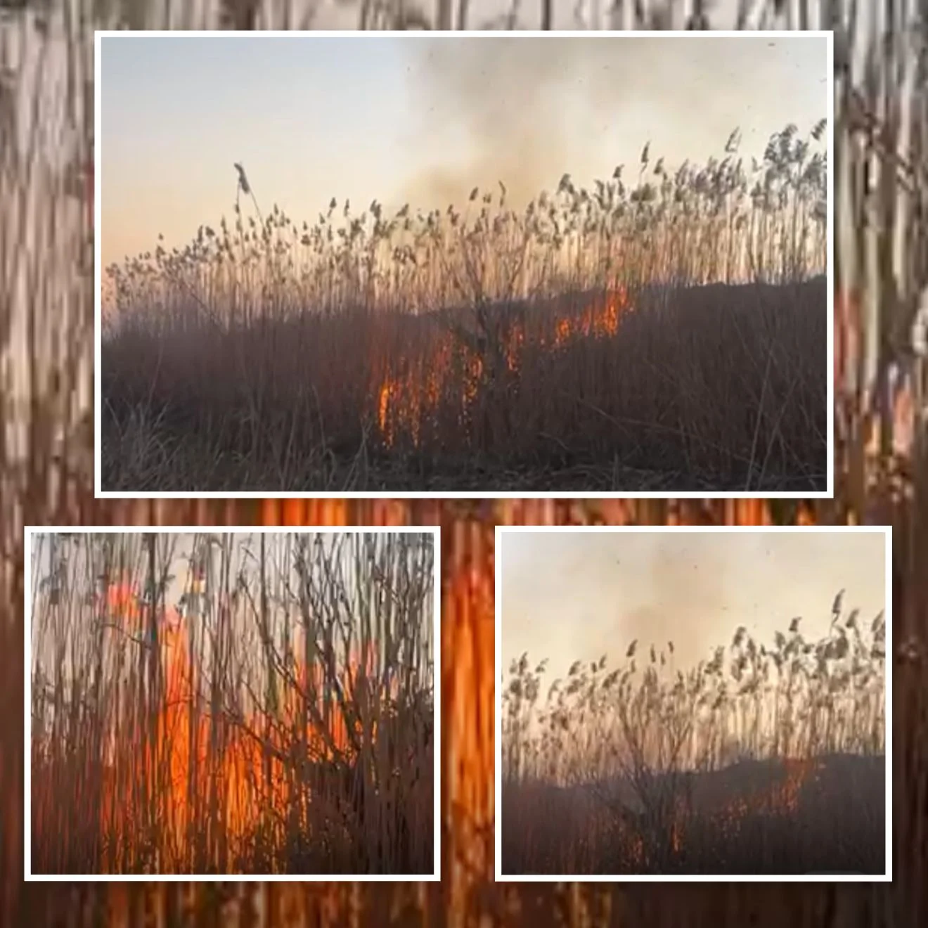 Cəbrayılda yanğın törədən şəxs məsuliyyətə cəlb olunub