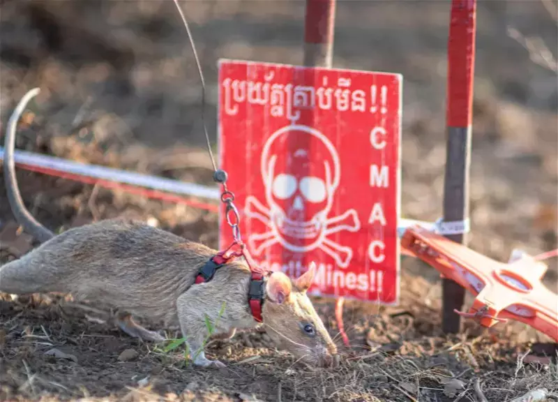 Siçan Ronin 109 mina aşkar edərək dünya rekordu qırdı