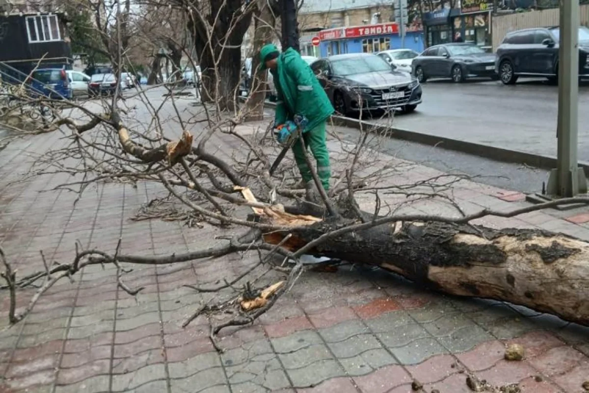 Güclü külək Bakıda ağacların aşmasına səbəb olub – 37 ağac sınıb