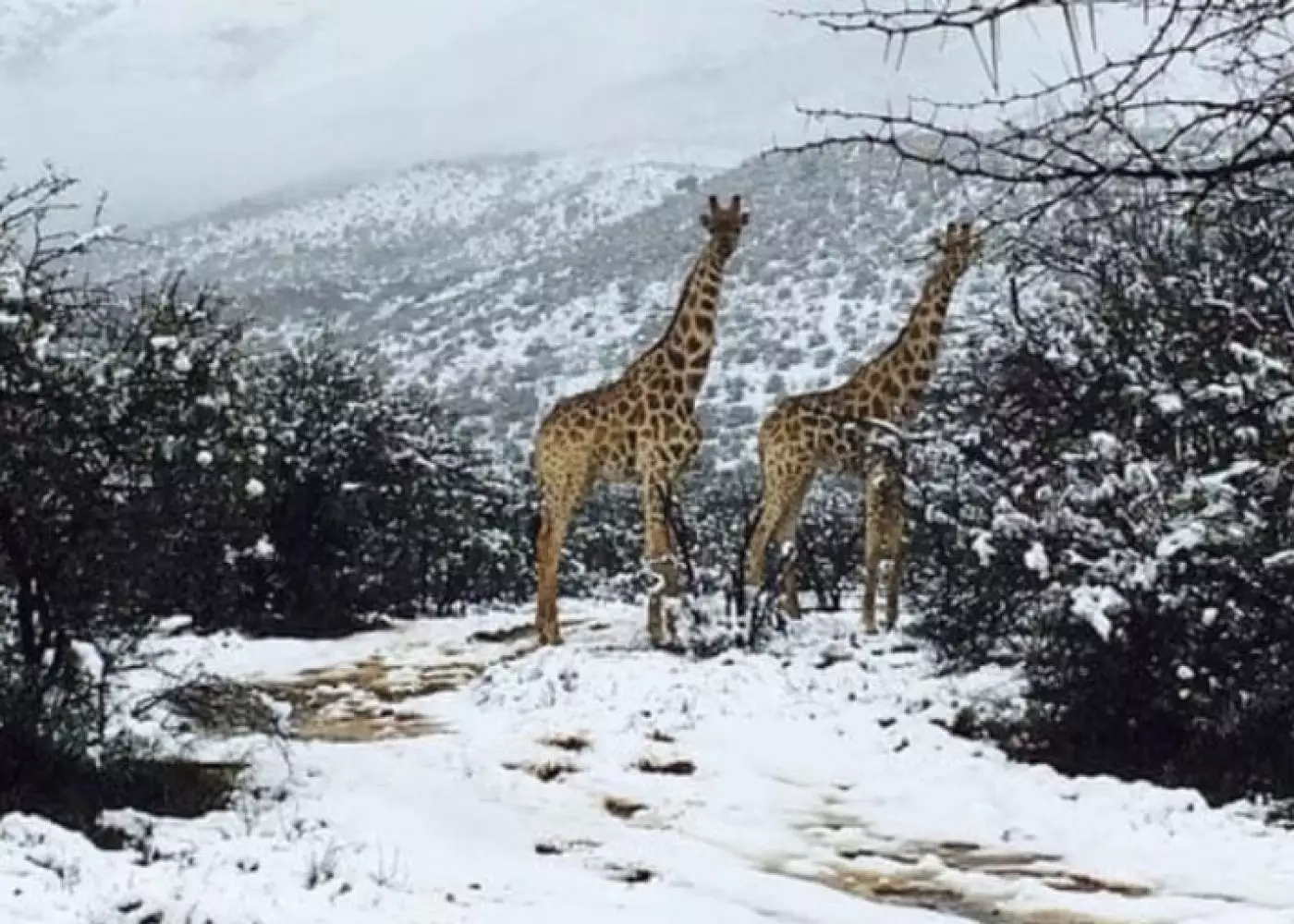 Cənubi Afrikaya qar yağdı