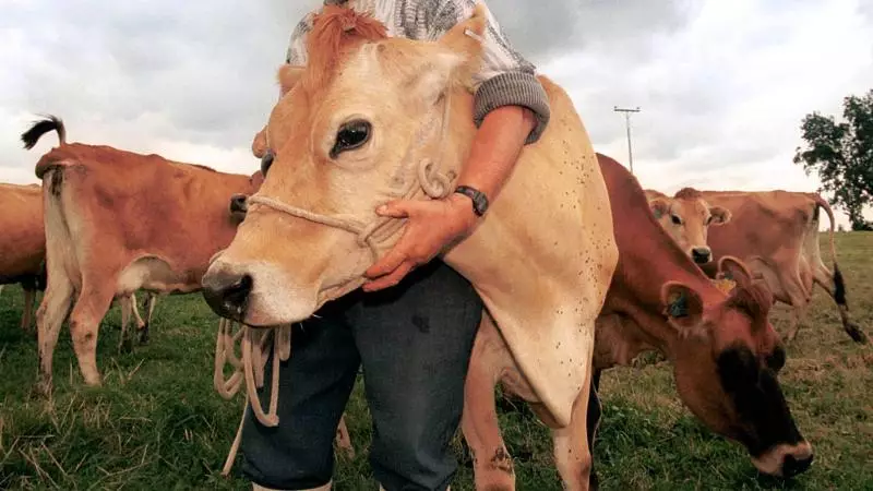 Danimarka təsərrüfat heyvanlarının buraxdığı istixana qazları vergiyə cəlb edəcək
