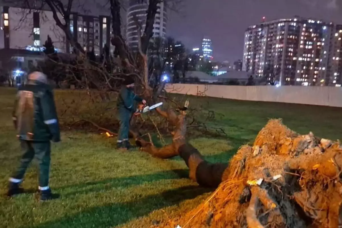 Bakıda güclü külək nəticəsində 368 ağac sınıb, 55-i zədələnib