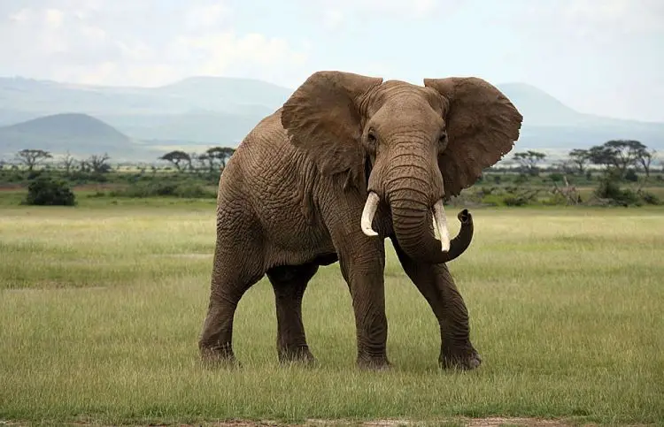 Keniyada turist filin xortumuna spirtli içki tökdü, etiraza səbəb oldu