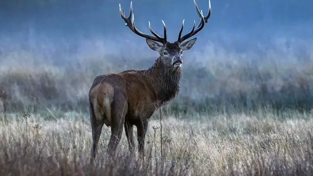 Böyük Britaniya 2 milyona çatan maralların öhdəsindən gəlməyə çalışır