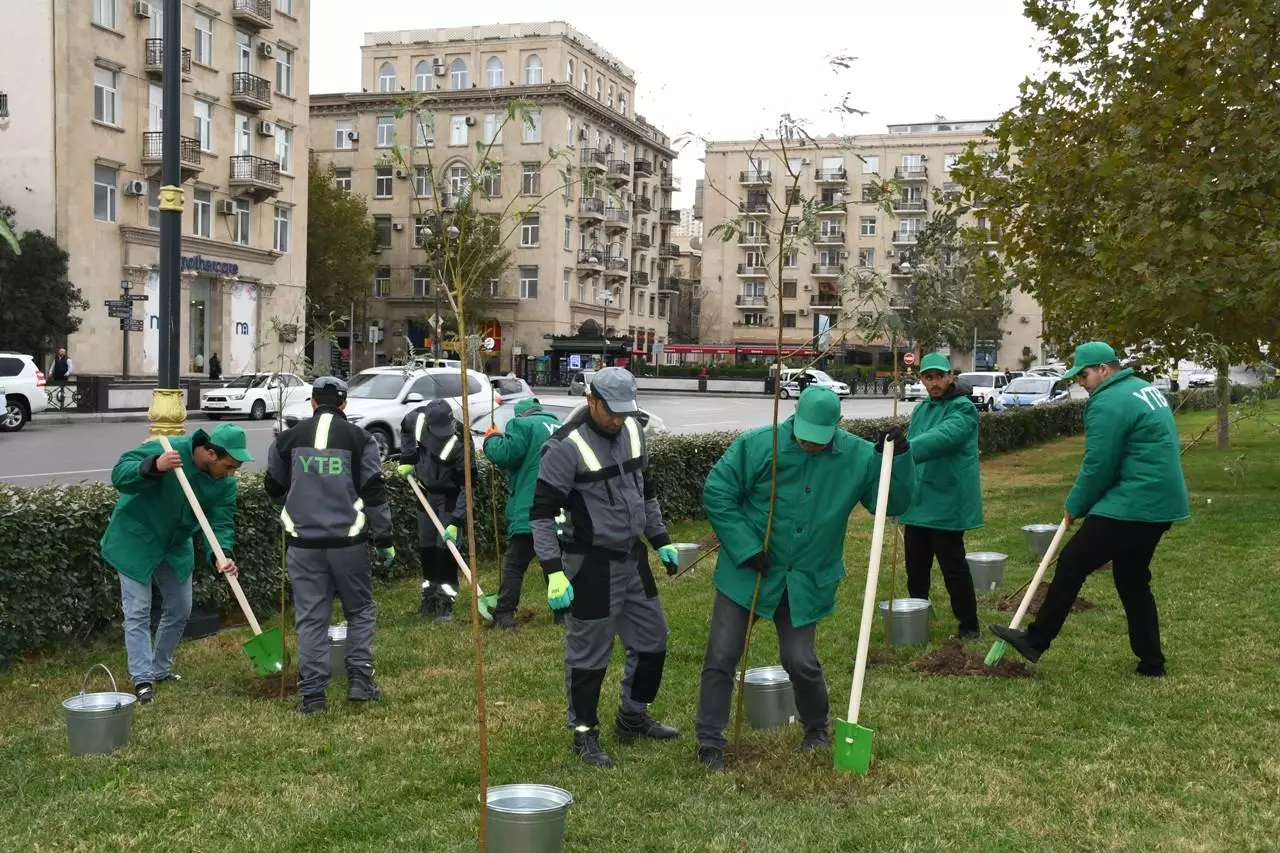 Bakıda yaşıllaşdırma işləri aparılır