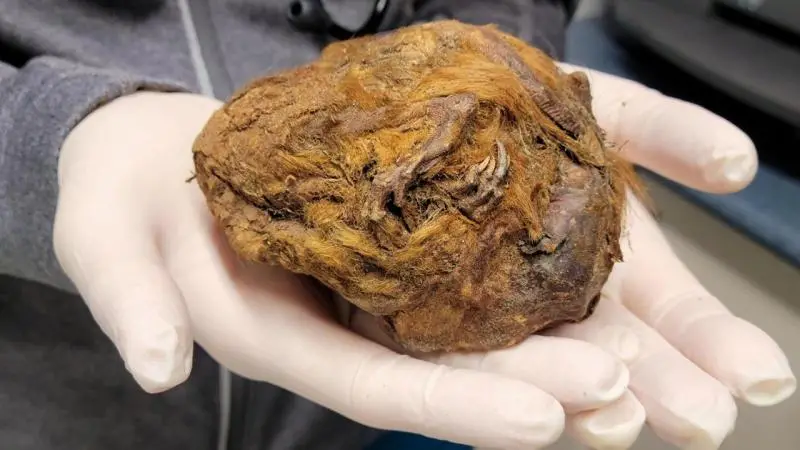 X-şüaları 30.000 illik saç topunun sirrini həll edir