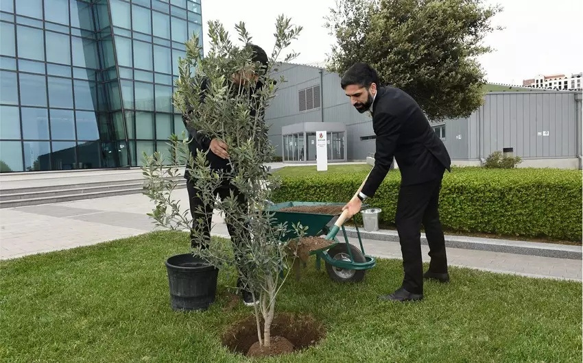 SOCAR “Heydər Əliyev İli” çərçivəsində ağacəkmə aksiyası təşkil edib