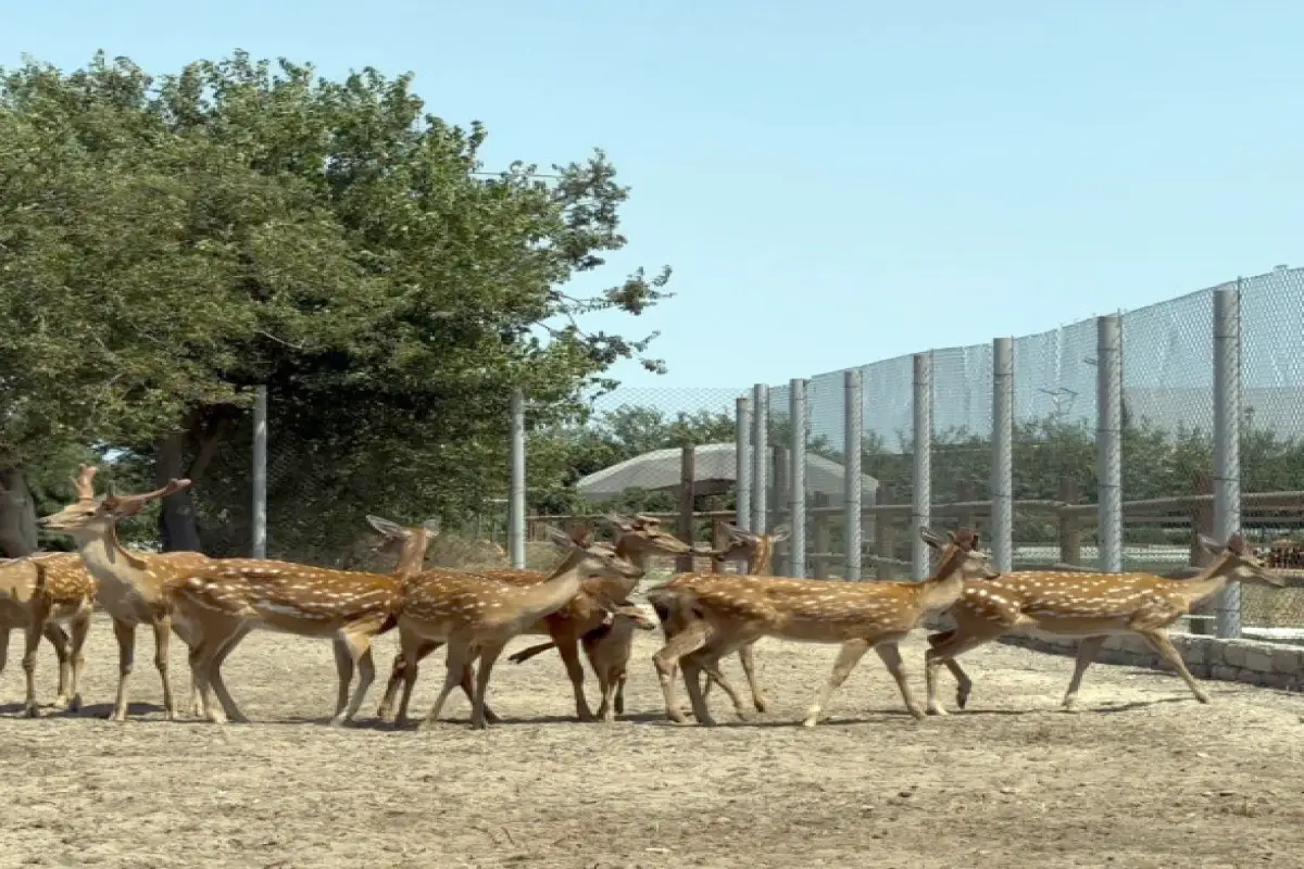 Bakıda obyektdə heyvanların qanunsuz saxlanılması müəyyən edilib