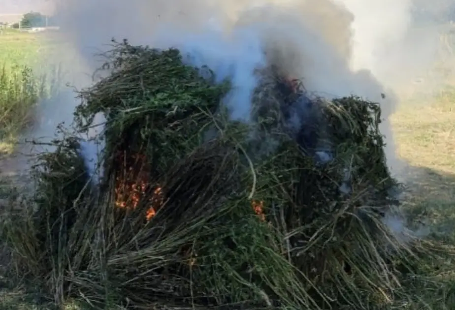 Ötən gün 20 tona yaxın çətənə kolu məhv edilib