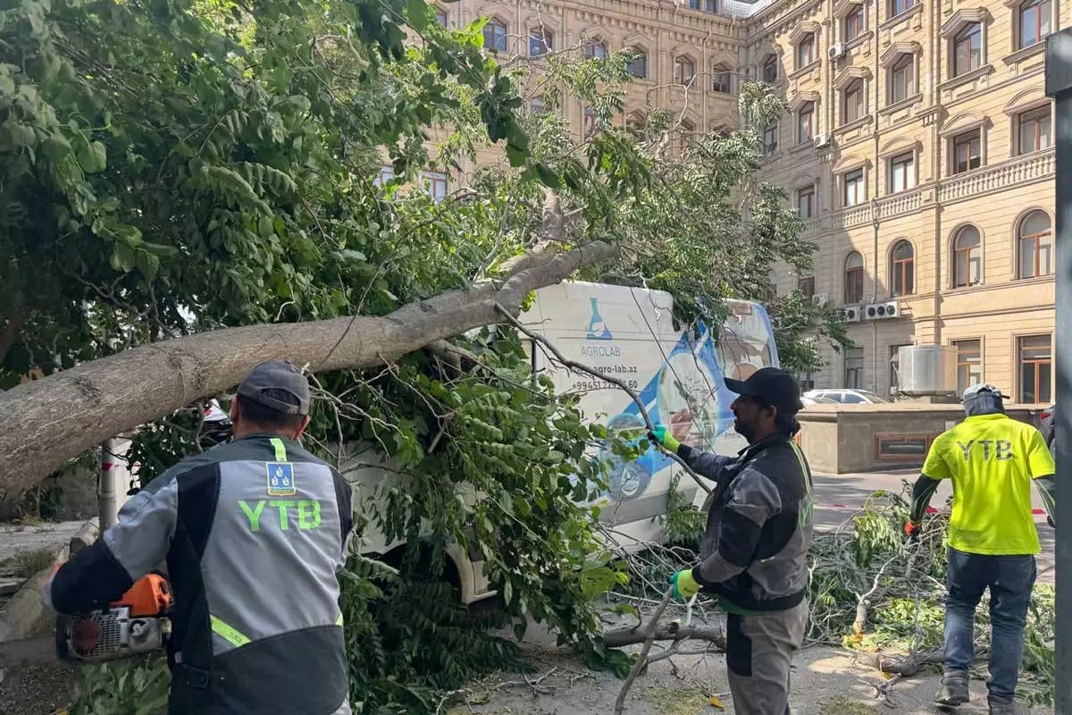 Külək Bakıda 37 ağacı sındırıb - FOTO