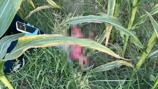 Qarğıdalı tarlasında yeni doğulmuş körpə tapıldı