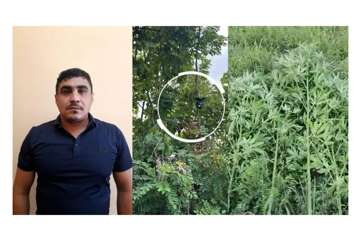 Göyçayda bağı narkotik plantasiyasına çevirib, videokamera ilə izləyən şəxs tutulub