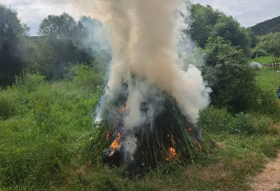 1 tona yaxın yabanı çətənə bitkisi məhv edildi