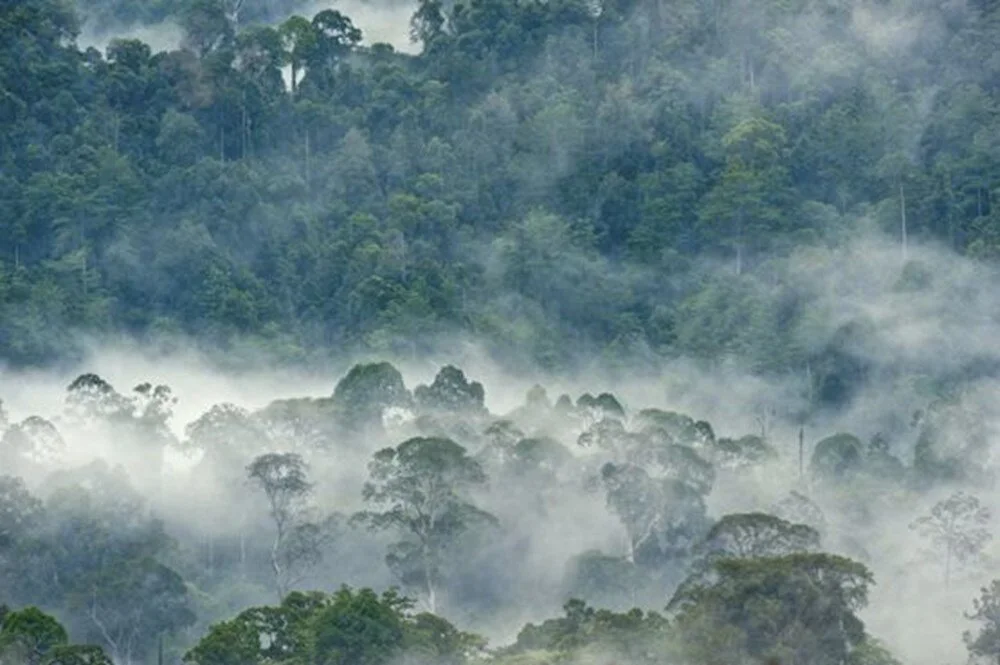 Amazon meşələri 15 milyon xəstəliyin qarşısını alır