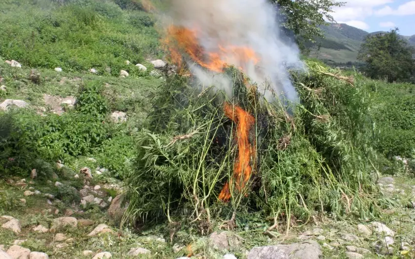 Məhkəmə qərarları ilə müsadirə olunmuş narkotik vasitələr məhv edilib