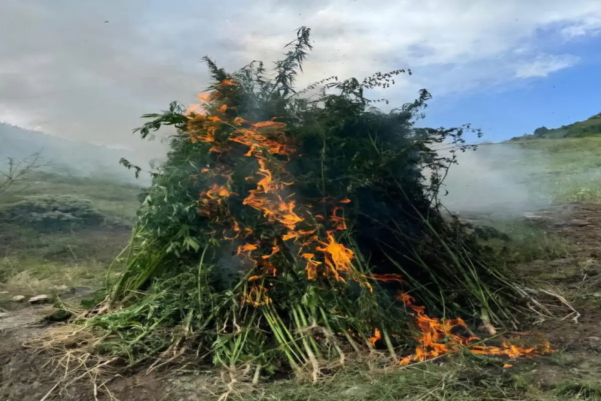 Ağdamda 2 ton yabanı çətənə bitkisi məhv edilib