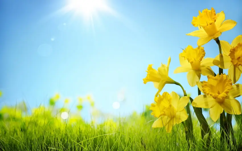 Aran rayonlarında və Naxçıvanda 41 dərəcə isti olub - FAKTİKİ HAVA