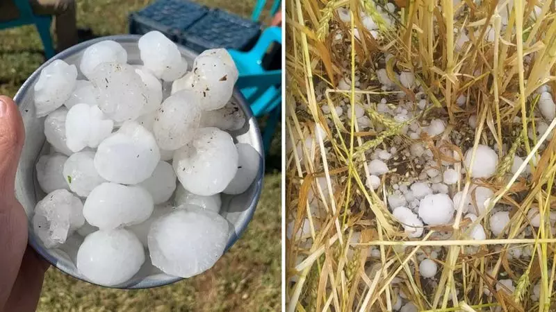 Şəmkirə güclü dolu yağıb, təsərrüfata, meyvə bağlarına zərər dəyib