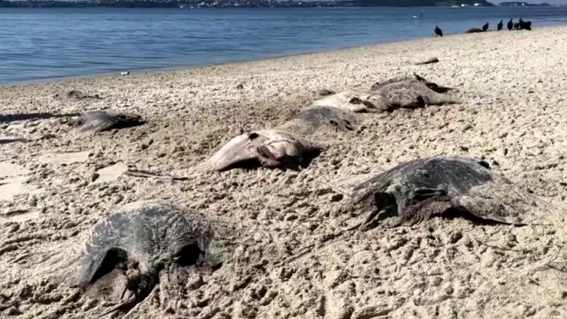 Braziliyada çimərlikdə onlarla ölü vatoz tapılıb