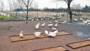 Magistral yolu keçmək istəyən ördək sürüsü üçün bütün maşınlar dayandı