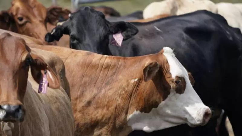 ABŞ-də inəklərdə quş qripi aşkarlanıb