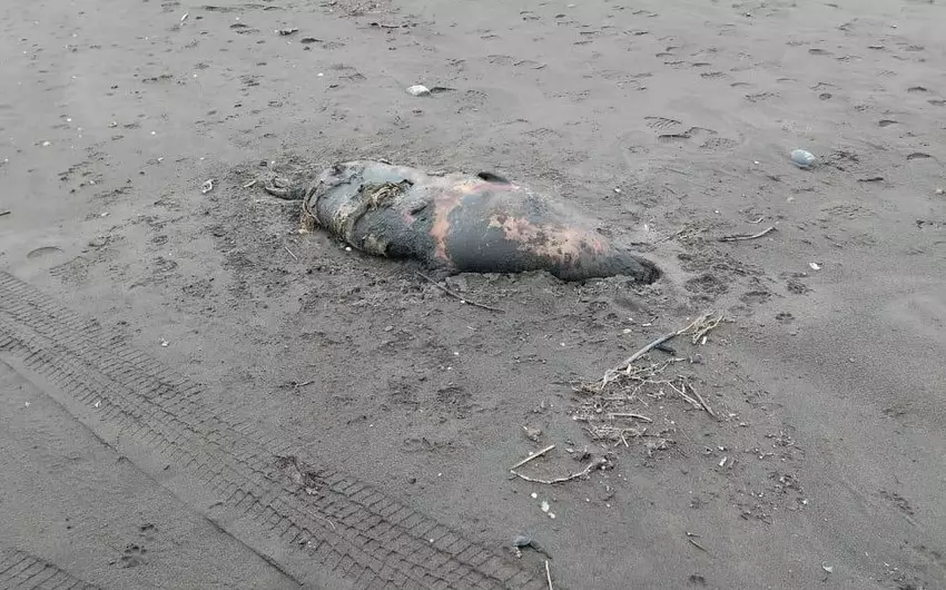 Xaçmazda Xəzərin sahilində suiti cəsədləri aşkarlanıb