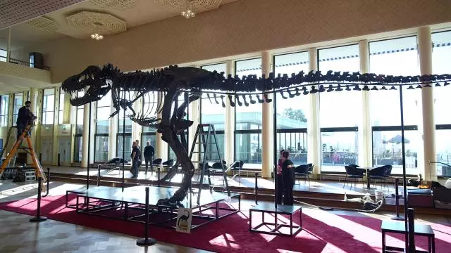 T-Rex skeleti 6,2 milyon dollara hərraca çıxarılıb