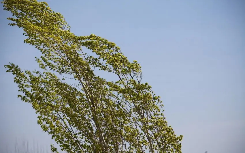 Növbəti üç gündə Bakı və bölgələrdə külək güclənəcək - XƏBƏRDARLIQ