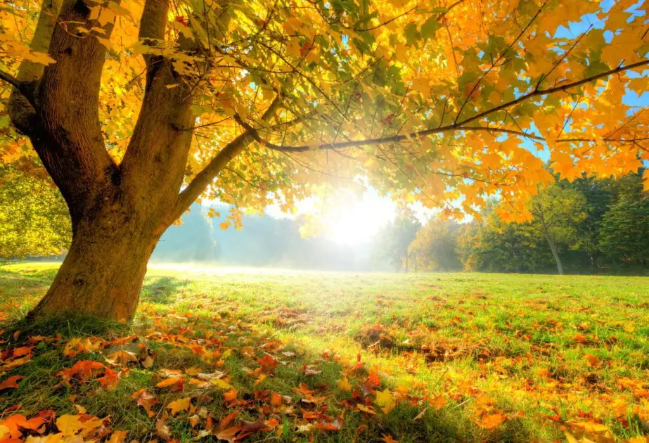 Zəfər Gününün hava proqnozu açıqlanıb