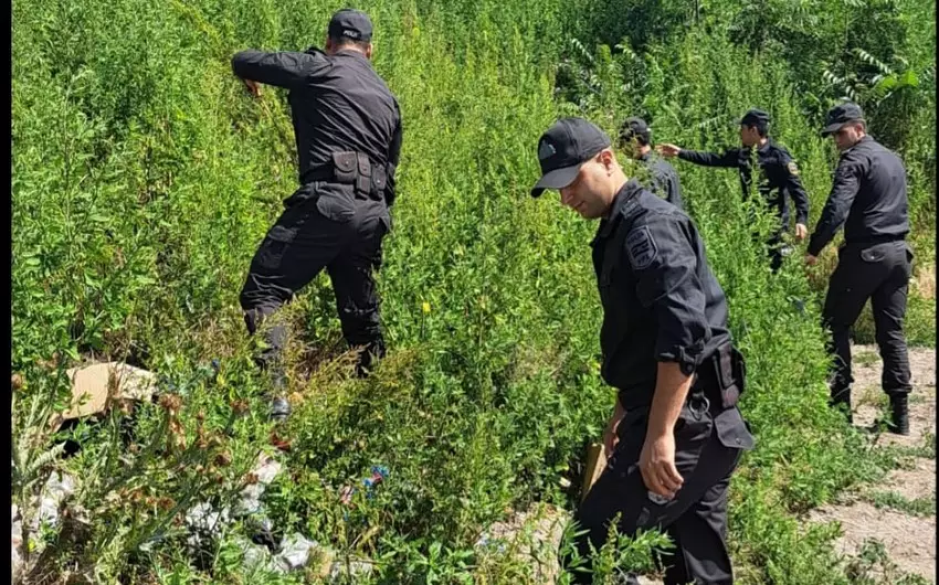 DTX və polis Laçında birgə tədbirlər keçirib, çətənə bitkiləri aşkarlanıb