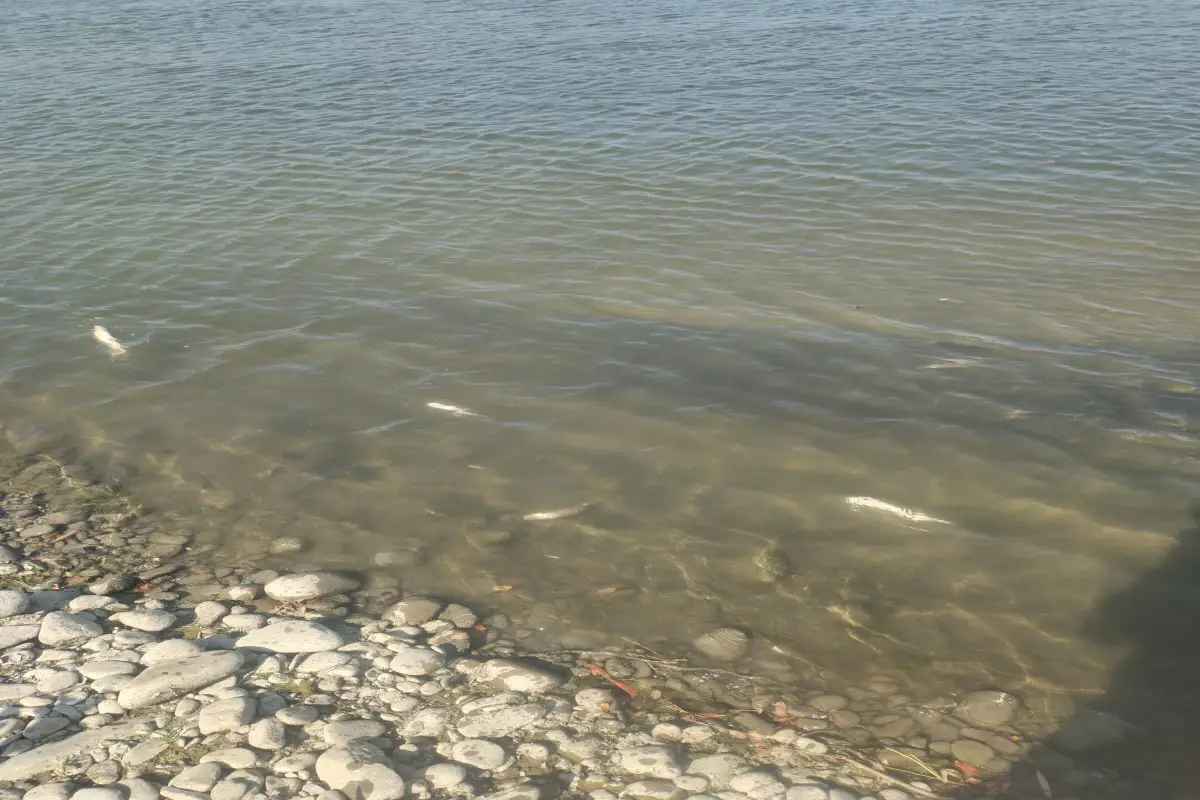 Kür çayında balıqların məhv olması ilə bağlı araşdırma aparılır