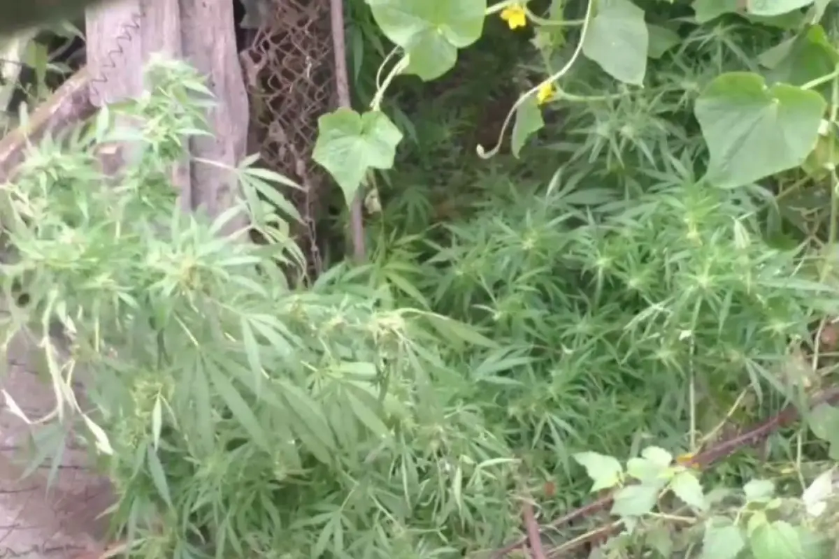 Qusarda həyətində çətənə kolu yetişdirən şəxsdə 28 kq narkotik aşkarlanıb