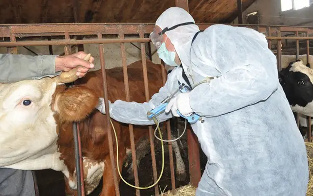 MM-də dabaq xəstəliyi müzakirə olundu