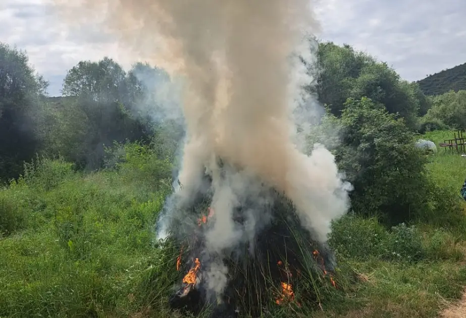 Füzulidə yabanı halda bitən 3 tondan çox çətənə kolu məhv edilib