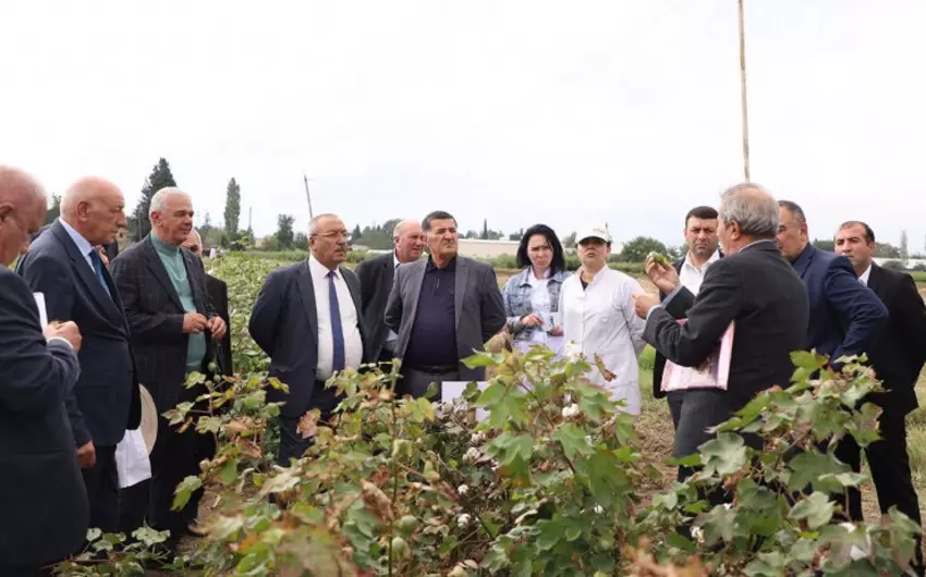 Azərbaycanda pambıqçılıqda yerli sortlardan istifadənin genişləndirilməsi təklif edilir