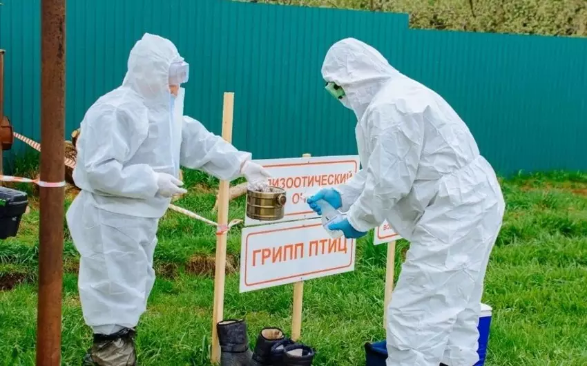 Maqadan vilayətində quş qripi ilə bağlı karantin elan edilib