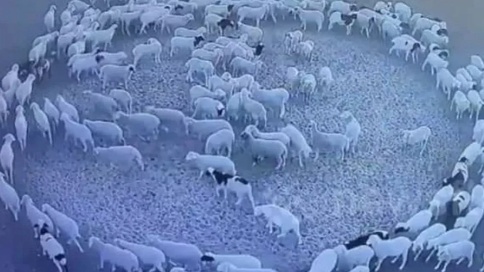 Qoyunların 12 gün ərzində dayanmadan eyni sırada fırlanmasının sirri açılıb