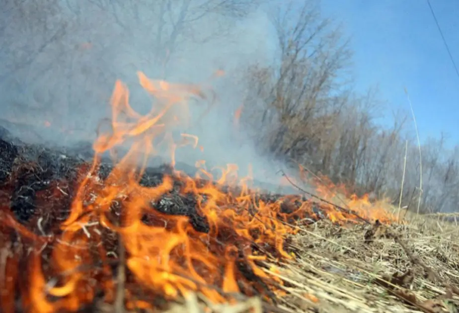 Xaçmazda meşə zolağında yanğın baş verib