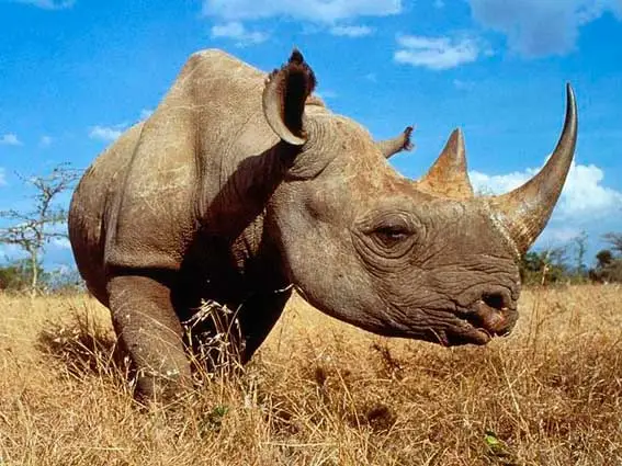 Zooparkda heyvan meyiti aşkarlanıb